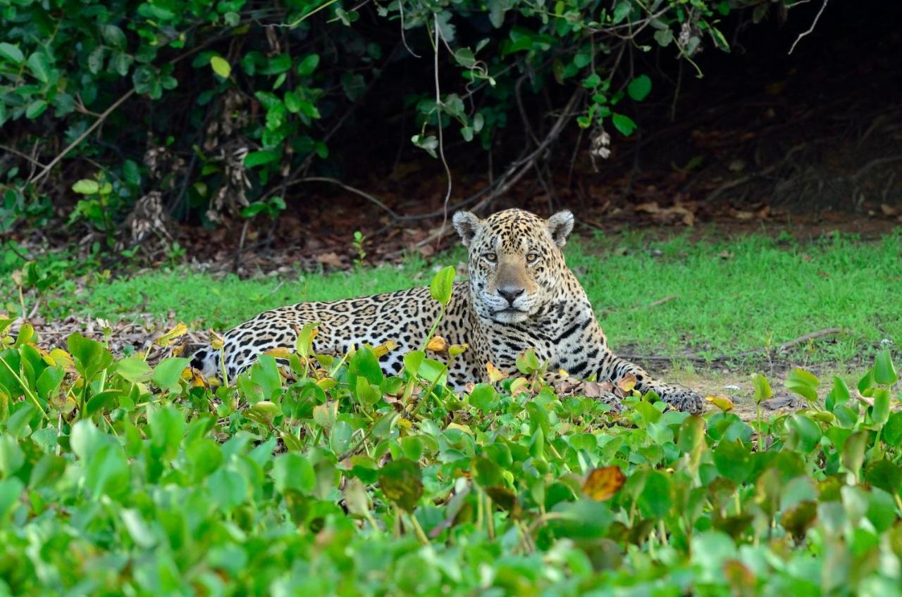 Southwild Pantanal Lodge Pixaim Extérieur photo