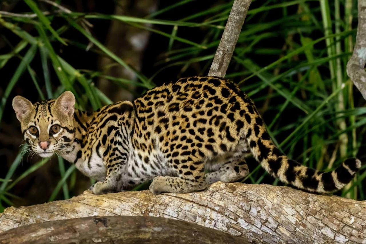 Southwild Pantanal Lodge Pixaim Extérieur photo