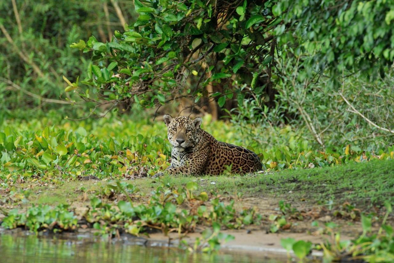 Southwild Pantanal Lodge Pixaim Extérieur photo