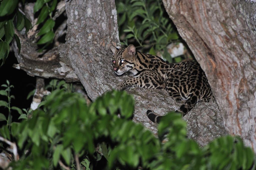 Southwild Pantanal Lodge Pixaim Extérieur photo