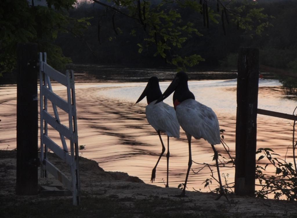 Southwild Pantanal Lodge Pixaim Extérieur photo